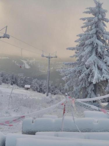 a snow covered christmas tree on a ski lift at U Berňáků in Abertamy