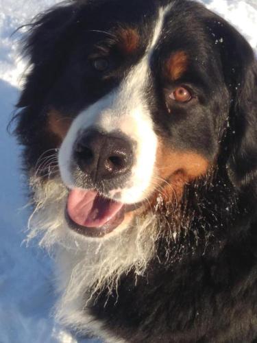 a black and white dog with its tongue out at U Berňáků in Abertamy