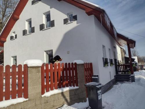 un perro está mirando por la ventana de una casa en U Berňáků en Abertamy