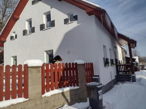 pies patrzy przez okno domu w obiekcie U Berňáků w mieście Abertamy