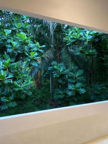 a window with a bunch of green plants at Saffron Robes Living in Hikkaduwa