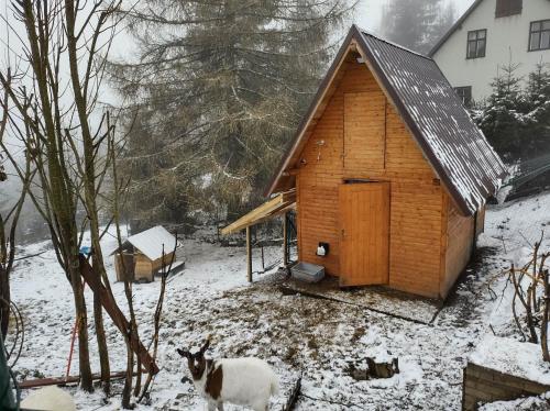 a goat standing next to a wooden cabin in the snow at U Berňáků in Abertamy