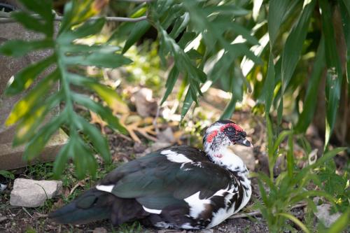 a bird sitting on the ground next to a plant at Anodard Phuket, Nai Yang Beach in Thalang