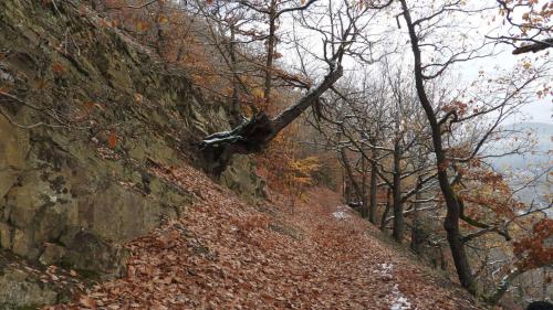a dirt trail with trees on the side of a mountain at Haus an der Werbe Studio Kl osterblick in Waldeck