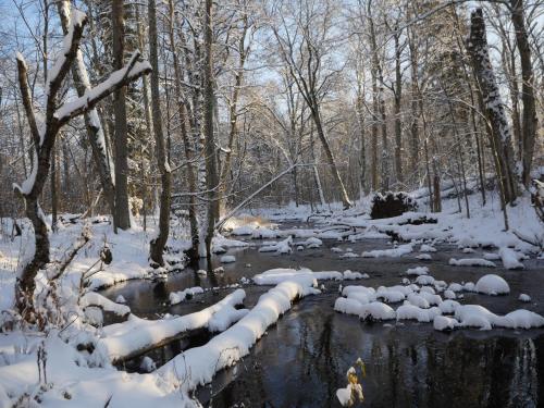 a stream in a snowy forest with snow covered trees at Mežurgu teltis in Dikļi