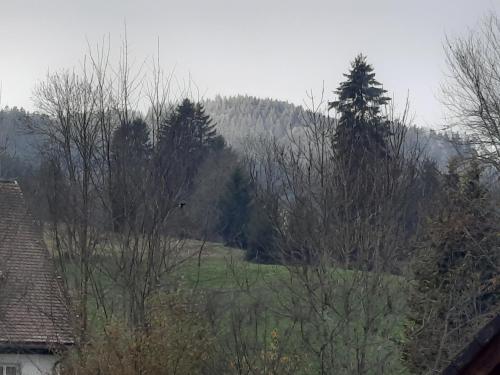 Blick auf ein Feld mit Bäumen und ein Haus in der Unterkunft Ferienhaus Ketterer Hinterzarten in Hinterzarten