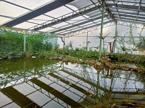 a greenhouse filled with water and plants at Ezen Giardino Botanico in Acquaponica in Lecce