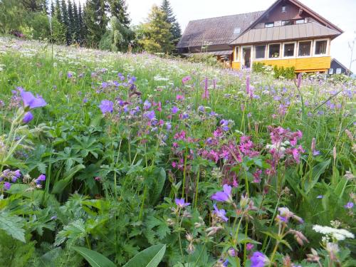 a field of purple flowers in front of a house at Landhaus Fischer in Sankt Andreasberg