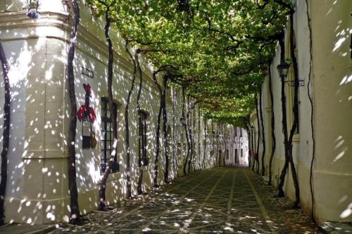 an alley with trees on the side of a building at Loft Xera - parking privado in Jerez de la Frontera