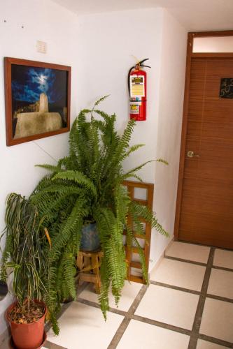 a plant in a room next to a door at Runas Inn Machupicchu in Machu Picchu