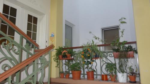 a bunch of potted plants sitting on a balcony at Private Gästezimmer bei Ila Zimmerling in Dresden