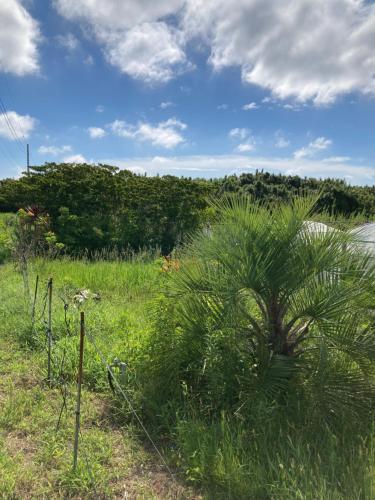 a palm tree in the middle of a field at ocean villa mint 満天の星空とオーシャンビューで心満たす一棟まるごと貸切別荘 南房総千倉 in Chikura