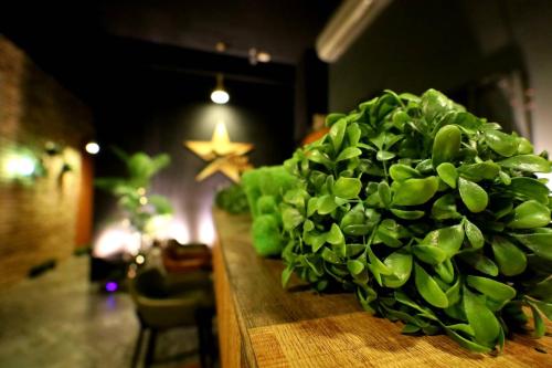 a green plant on a counter with a star at PENGHU Lucai B&B 旅采民宿 in Magong