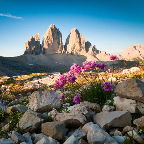 a field of rocks and flowers with mountains in the background at Hotel Bergland in Sillian