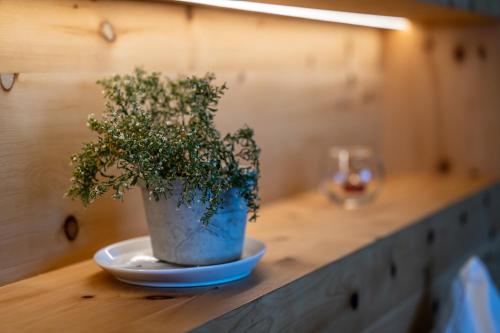 a plant in a blue pot on a table at Starkenfeldhütte in Rodengo