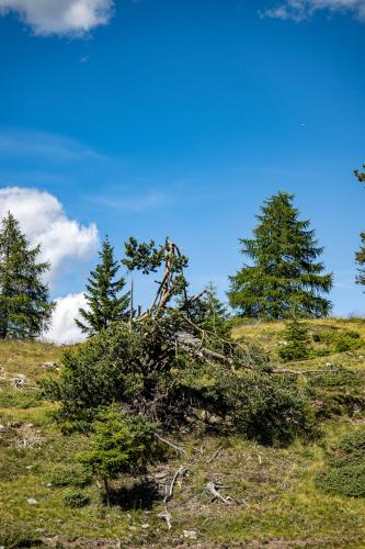 a uprooted tree on top of a hill with trees at Starkenfeldhütte in Rodengo