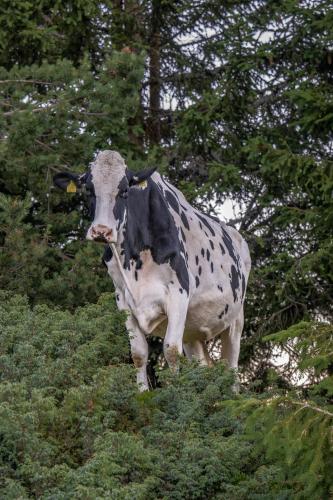 a black and white cow standing in the bushes at Starkenfeldhütte in Rodengo