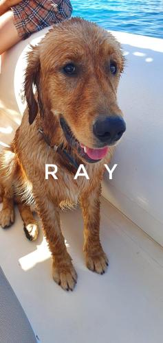 a brown dog sitting on the front of a boat at Villa Khepri in Porto Rotondo