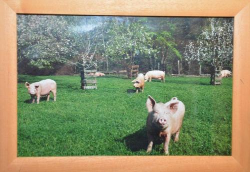 a picture of a pig in a field with sheep at Griena NaturChalets **** in Mayrhofen