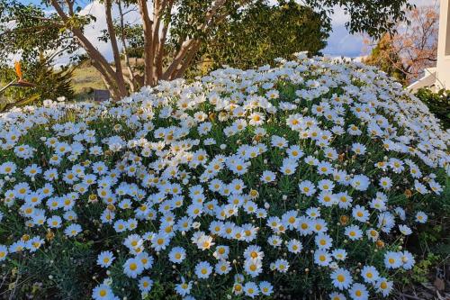 a bunch of blue and white flowers in a garden at Διαμέρισμα με υπέροχη θέα Porto Cheli Kounoupi in Porto Heli