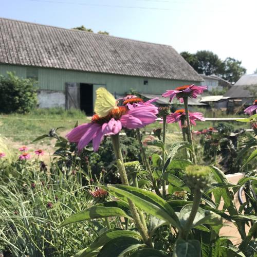 a group of flowers in front of a building at Ölands Yoga Studio & Islandshästar, Stugor & Rum in Mörbylånga