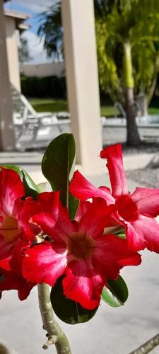 a red flower in front of a building at Pousada Vale Encantado in Serra de São Bento