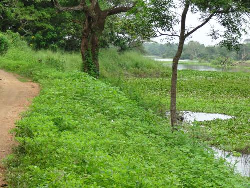 a dirt road next to a body of water at Wilpattu Tree House in Wilpattu