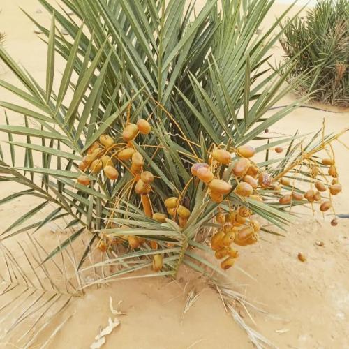 a branch of a palm tree with lots of fruits on it at RestCamp ErgChebbi in Merzouga