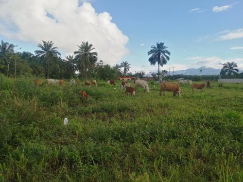 a herd of cows grazing in a field with palm trees at Casa début Surf Place in Parrita