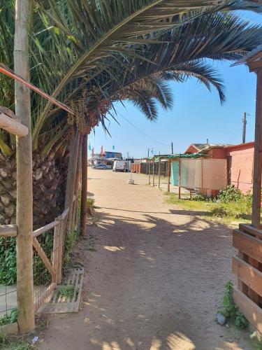 a palm tree leaning over a dirt road at Bocamar Aparthotel in Viña del Mar