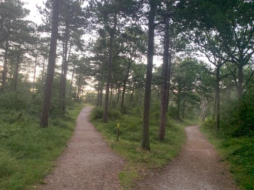 two dirt roads in a forest with trees at Balsemientexel in De Koog