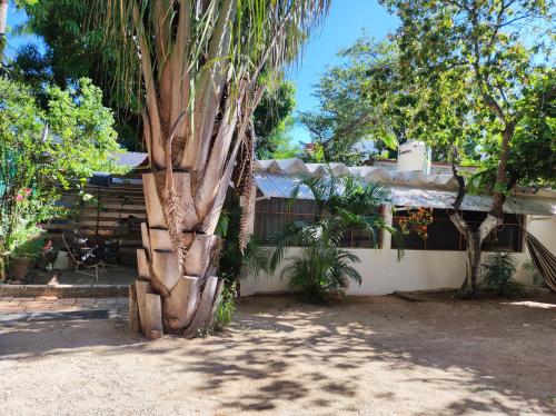 una palmera frente a una casa en Casa Sixta en Puerto Escondido