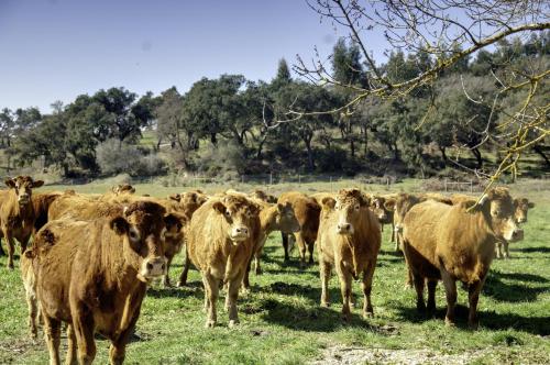 a herd of brown cows standing in a field at Quinta Da Mata in Sobral