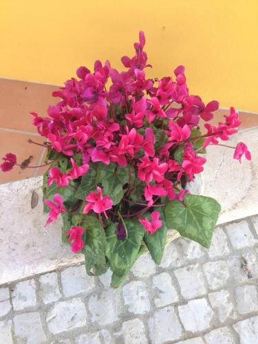 a pot of pink flowers sitting on a brick floor at Quinta Da Mata in Sobral