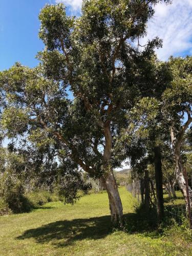 a tree in the middle of a field at NIAOULI LODGE in Bourail