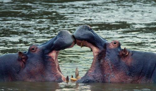 two hippos are in the water with their nostrilsearchangering at Ololo Safari Lodge & Farm in Nairobi