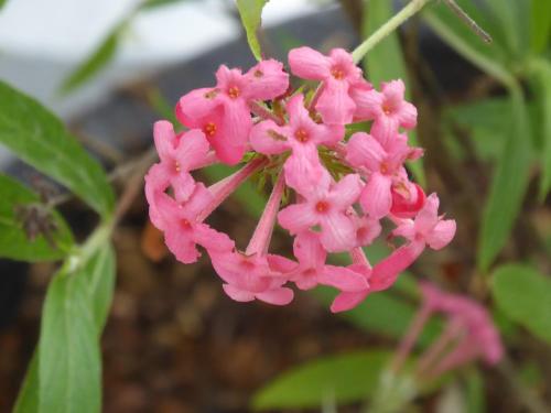 a cluster of pink flowers on a plant at Island View Beachfront Resort in Anda