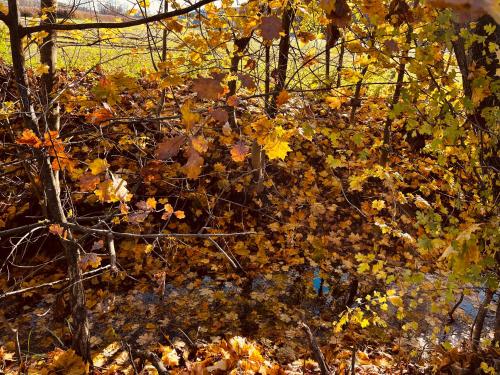 a bunch of leaves on the branches of a tree at Ferienwohnung I Beck-Bräu nahe Bamberg in Lisberg