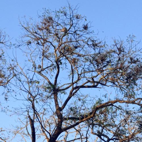 a group of birds sitting in a tree at Tiger Residency Resort in Sauraha