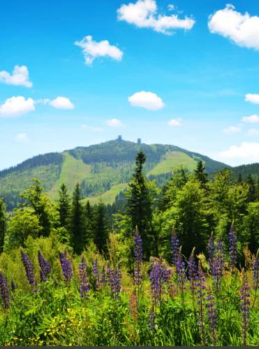 a field of purple flowers with mountains in the background at Ferienwohnung HOAMAT Schmalzreich Andrea in Lam