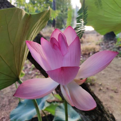 a pink lotus flower in front of some leaves at Munroe Inn Homestay in Kollam