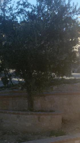 a tree in a field next to a wall at Agriturismo Villalta in Ponte Felcino
