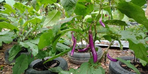 a group of old tires with a plant growing out of them at Damai Homestay in Kampong Jabi