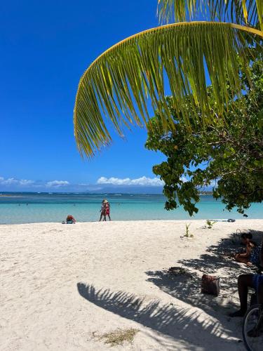 a palm tree on a beach with people in the water at Ti kaz COCO DOUCEUW sea view in Sainte-Anne