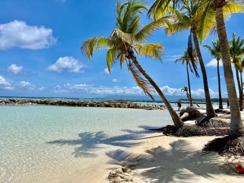 a group of palm trees on a beach with the ocean at Ti kaz COCO DOUCEUW sea view in Sainte-Anne