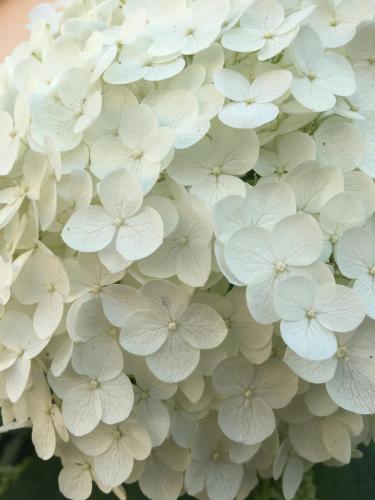 a bunch of white flowers clustered together at La Bullote - Gîtes - Paris Roissy CDG in Villeneuve-sous-Dammartin