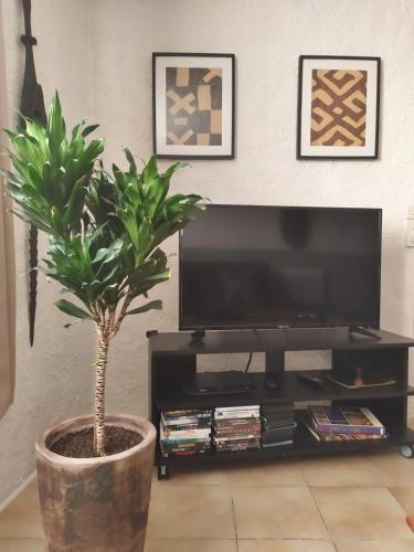 une plante dans un pot dans un salon avec une télévision dans l'établissement Appartement 55 m2 proche commerces et parking, à Rivesaltes