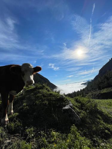 a cow standing on top of a grass covered hill at Schneiderhof in Weerberg