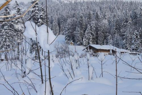 a cabin in the snow with trees in the background at otto steiner appartements pension ellmau & wilder kaiser in Ellmau