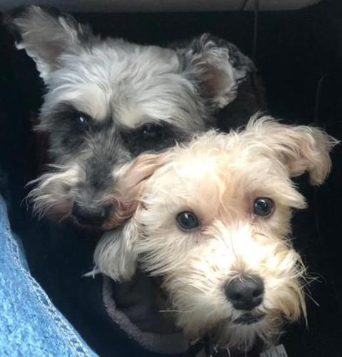 two small dogs laying next to each other at The Studio on The Green in Egham